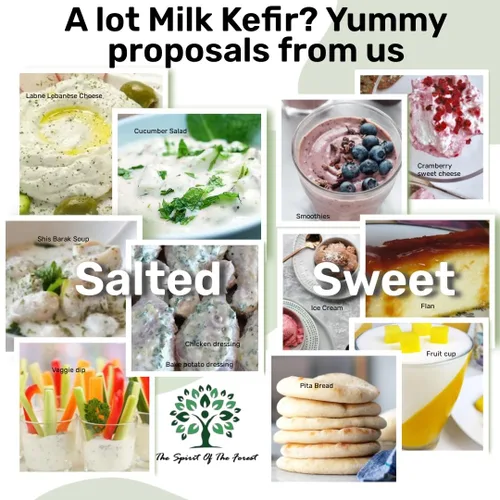 Vista 6 de Granos de kéfir de leche, frescos vivos, cultivos de kéfir, 50 mil millones de probióticos activos, para fermentos caseros amigables, guía incluida