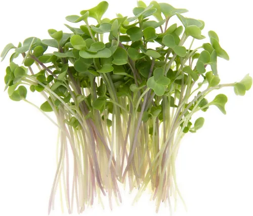 Vista 2 de Kale Trio Sprouting & Microgreen Mix Contiene semillas de col rizada azul, Premier y rojas de col rizada rusa Semillas tradicionales sin OMG