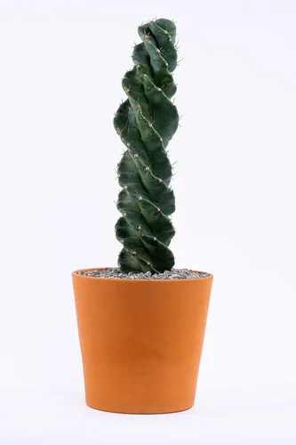 Vista 6 de Cactus espiral – Cereus forbesii 'Spiralis' – Suculenta rara retorcida – Cactus Tornado – Plantas de interior con raíces vivas (9 pulgadas)