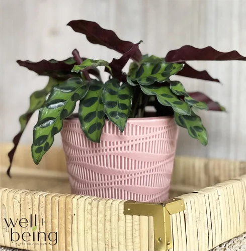 Vista 3 de Nature's Way Farms Calathea Serpiente de cascabel, planta de interior viva, planta de oración de hoja larga, planta tropical, segura para mascotas