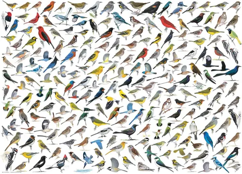Vista 2 de EuroGraphics El mundo de los pájaros (1000 piezas) Puzzle