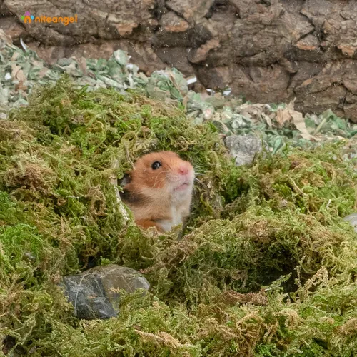 Vista 4 de Niteangel Cama de musgo natural suave de musgo de bosque de 5L para hámsters sirios enanos, jerbos, ratones, degus u otros animales pequeños