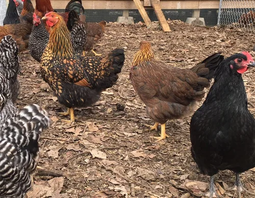 Vista 5 de Huevos para incubar de pollo criados en orgánicos (12 huevos)