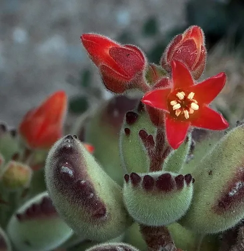 Vista 3 de Suculenta de pata de oso abigarrada - Cotyledon tomentosa var - Maceta de 2.5" - Coleccionistas