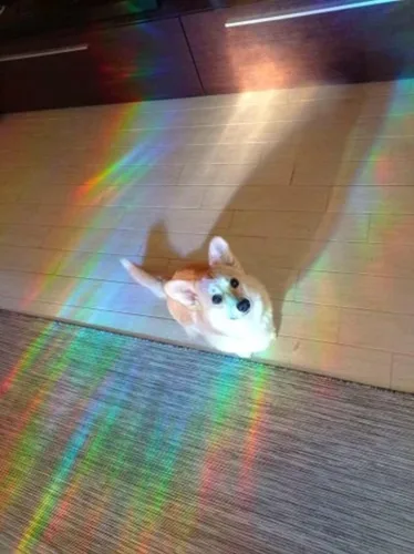 Vista 2 de Sleeping cat suncatcher sticker for windows, window sun catcher film, rainbow maker sticker, rainbow window cling, rainbow window prism