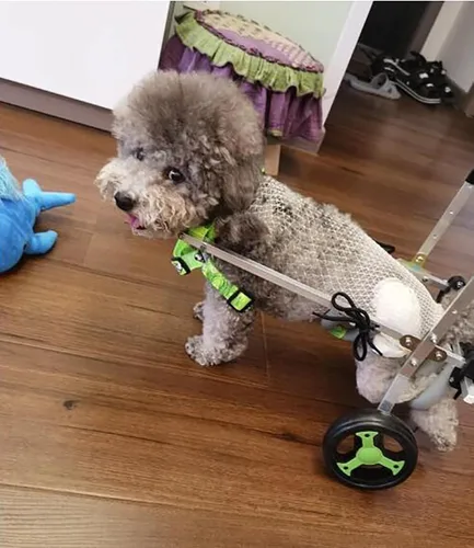 Vista 2 de Dog Wheelchair Light Weight Dog Wheelchair for Back Legs, 4 Wheel Pet Wheelchair Cart for Hind Limb Weakness Doggie, Support Leg and Belly Dog