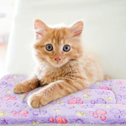 Vista 6 de 2 Pack Cat Blanket for Indoor Cat, Warm Calming Kitten Beds