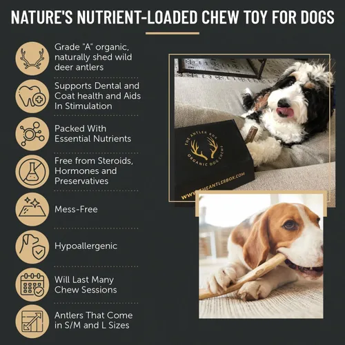 Vista 4 de The Antler Box - Masticables prémium para perros con cuernos de ciervo (paquete a granel de 1 libra) (pequeño de 7 a 8 cuernos/libra)