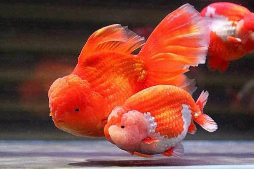 Vista 5 de A.D.P. Lion Head UP Fórmula 3.53 oz, pellet de hundimiento de alimentos Goldfish de 0.059 in, alto contenido de proteínas 48.9% de color de peces
