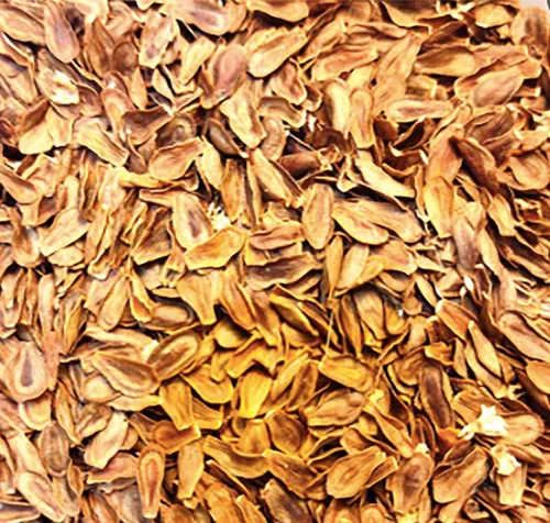 Vista 4 de Tropical Milkweed - Asclepias Currassavica Seeds - Alimento y planta hospedadora para mariposas monarca. Crecerá en todo los Estados Unidos como