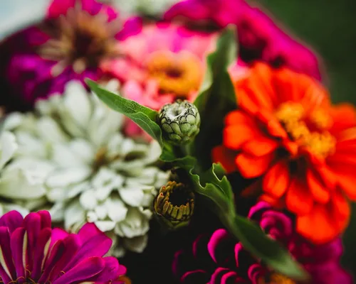 Vista 7 de Dahlia - Mezcla de zinnia florecida, 100 semillas, variedad de reliquia y polinización abierta, atrae mariposas y colibríes, semillas de flores sin
