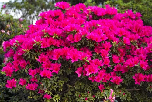 Vista 7 de Espoma Organic Azalea-Tone 4-3-4 Fertilizante natural y orgánico y alimento vegetal para todos los arbustos de hoja perenne con flores. Bolsa de 4