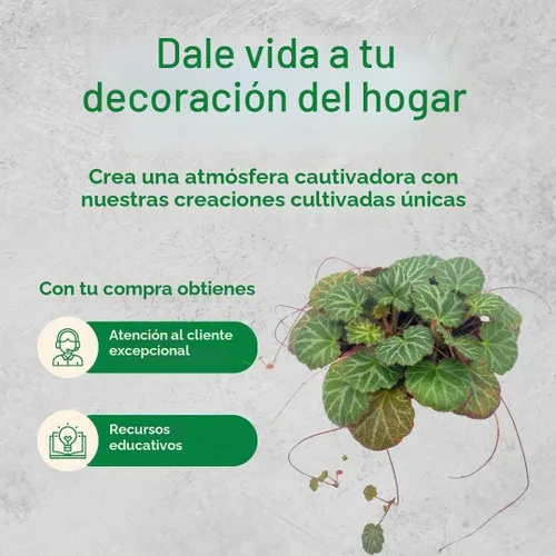 Vista 8 de Begonia de fresa, 4 pulgadas, Saxifraga stolonifera, planta de interior Legacy Heritage