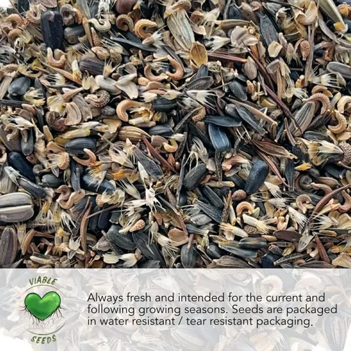 Vista 5 de Seed Needs, Chinese Houses Seeds - 1000 semillas tradicionales para plantar Collinsia heterophylla - Flores silvestres polinizadas abiertas