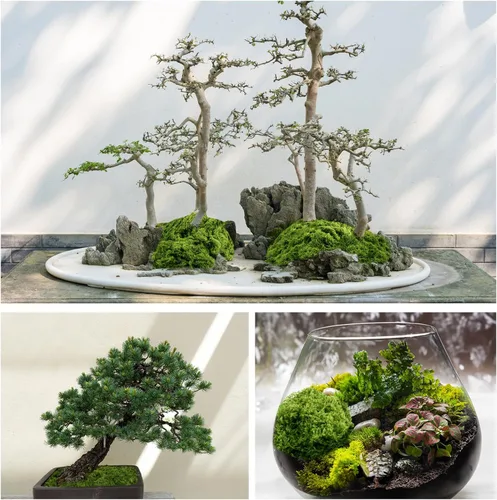 Vista 3 de Fake Green Moss for Plants Indoor, 5.3OZ Artificial Moss (Dark Green)