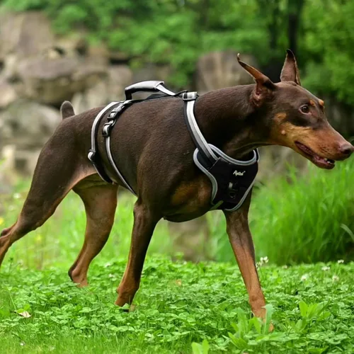 Vista 6 de PUPTECK Arnés para perro a prueba de escapes, con asa acolchada, arnés de chaleco para mascotas, duradero y reflectante para perros medianos y Negro