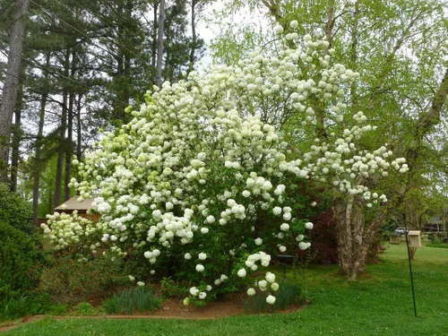 Vista 2 de Eastern Snowball Bush (Viburnum) - Planta viva - Maceta de cuarto de galón