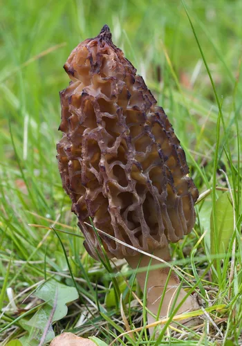 Vista 7 de Sporas Black Morel Setas Semillas Micelio Spawn Crecer Bonsái Secado No GMO