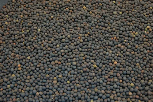 Vista 3 de Semilla de leguminosa de arveja peluda - Willamette Valley, Oregon cultivada (1 libra)