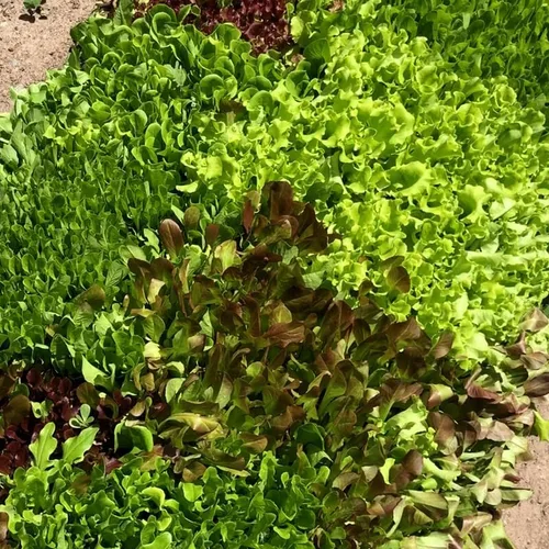 Vista 6 de Mezcla de ensalada de primavera 25000 semillas para plantar 'Cut and Come Again', 12 variedades de lechuga, espinaca, rúcula y col rizada.
