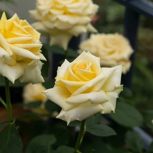 Vista 3 de Heirloom Roses Yellow Rose Bush - Robert Bruce Planta amarilla viva para plantar al aire libre