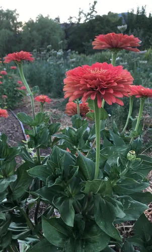Vista 4 de Plant Good Seed Organic Benary's - Semillas gigantes de zinnia de coral para plantar: flor cortada para clima cálido, flores apiladas doble, paquete