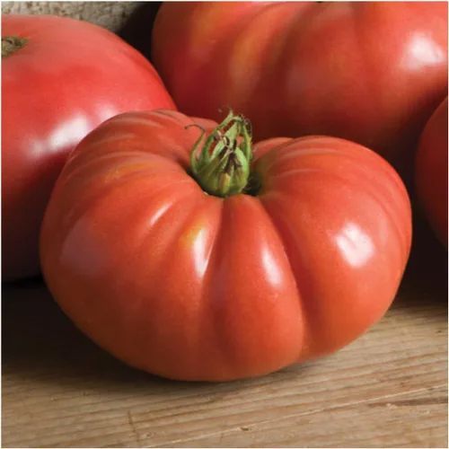 Vista 3 de Seed Needs Semillas de tomate alemán Johnson para plantar reliquia y sin OMG, 1 paquete