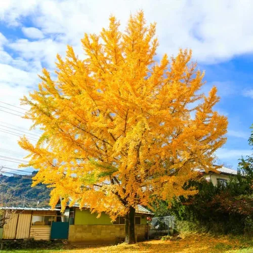 Vista 4 de Ginkgo Tree - Planta viva en maceta de cuarto de galón, planta de árbol de ginkgo bien enraizada, lista para crecer, árbol de ginkgo de 1 a 2 años