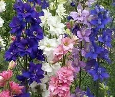 Vista 2 de Cohete a granel sin OMG Larkspur 'Giant Imperial Mix' Consolida ambigua (1 lb)