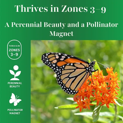 Vista 6 de TKE Farms & Gardens - Semillas de algodoncillo de mariposa para plantar, más de 100 semillas de reliquia no transgénica, cultiva flores naranjas