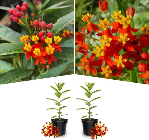 Vista 3 de Paquete de 2 plantas vivas variadas de mariposa Mikweed, plantas perennes de Asclepias Tuberosa, algodoncillo tropical de 4 a 8 pulgadas para jardín