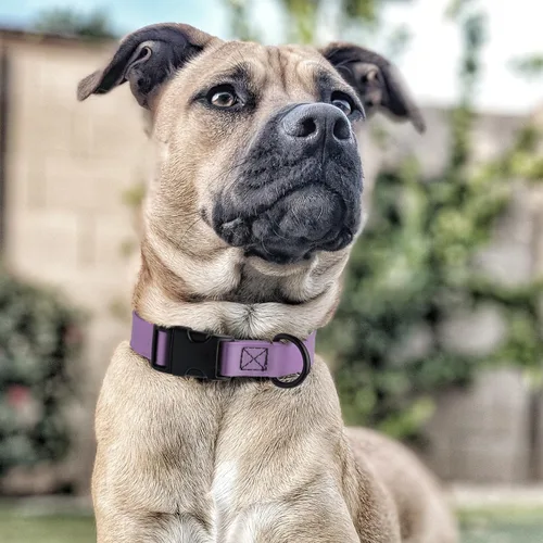 Vista 7 de Dogline Biothane - Collar impermeable para perro con hebilla de liberación rápida, resistente cincha de nailon recubierta con resistente y a prueba