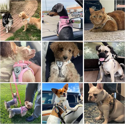 Vista 2 de Arnés de malla suave para cachorros – Juego de arnés y correa para perros pequeños, ajustable y cómodo chaleco reflectante acolchado para cachorros