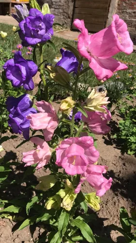 Vista 2 de Semillas Canterbury Bells Double Mix Flores Bienales