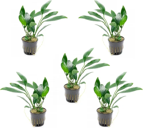 Vista 55 de SubstrateSource Plantas vivas – Anubias Hastifolia (Anubias hastifolia) – Luz baja a moderada, hojas en forma de flecha de color verde medio a