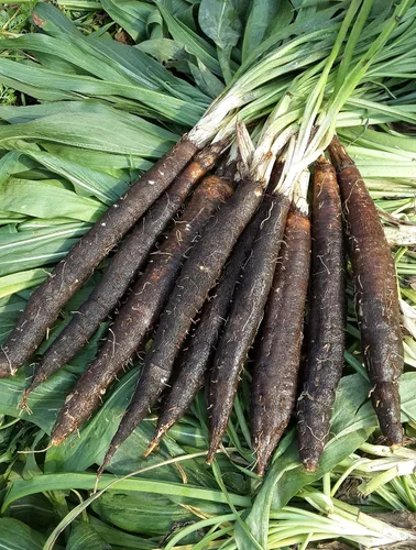 Vista 3 de Semillas Vegetal Salsify Raíz Negra - 100 Semillas