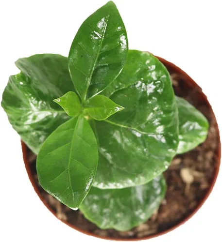Vista 2 de Planta de café arábica - 2'' de California Tropicals
