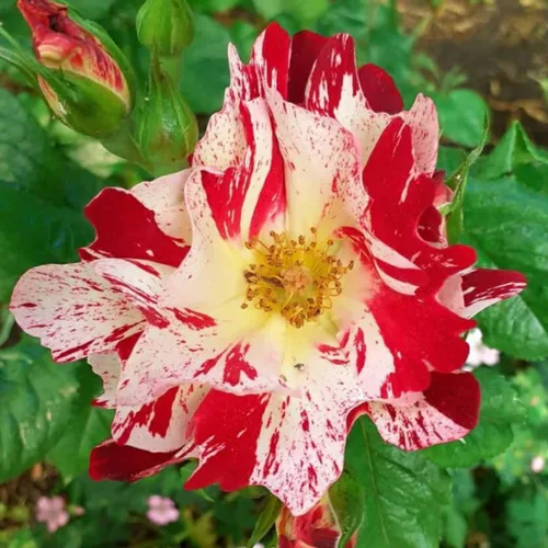 Vista 4 de Plantas vivas de rosas trepadoras, rosales listos para plantar, sin maceta, podados, bien enraizados, de 6 a 8 meses de edad (Fourth of July)