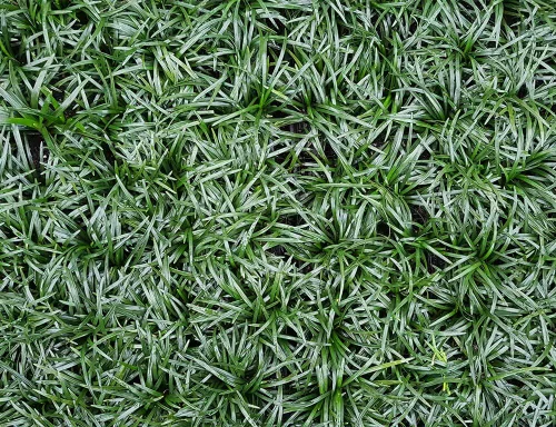 Vista 2 de Mondo Grass (enano) Aka Ophiopogon Jap. Planta viva 'Nana' apta para maceta de 1 galón