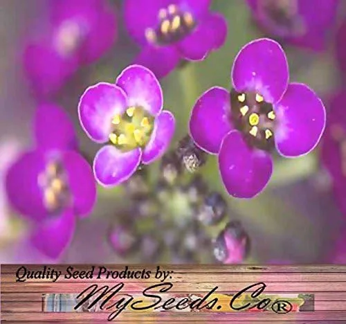 Vista 4 de MySeeds.Co - Paquete grande – (60,000 +) semillas de alfombra real Alyssum – Lobularia maritima fragante – Atrae abejas melíferas y mariposas