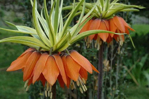 Vista 2 de Fritillaria Imperialis Rubra Maxima Naranja Rojo Flores - 1 Bulbo