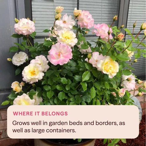 Vista 7 de Heirloom Roses Rose Bush - Easter Basket™ Planta amarilla viva para plantar al aire libre