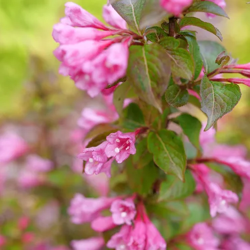 Vista 3 de Arbusto de 2 galones Proven Winners Midnight Sun Weigela