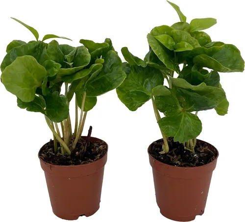 Vista 3 de Hirt's - Plantas de grano de café arábica, paquete de 2 macetas de 2 pulgadas, cultiva tu propio café