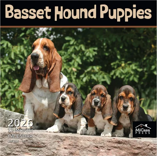 Vista 60 de MICASA PRESS Calendario de pared de Australian Shepherds Aussies 2027 02 - Pastores australianos