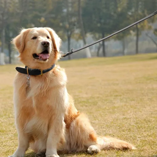 Vista 5 de Guiding Star Juego de correa y collar de cuero para perro de 5 pies, cuero trenzado suave con collar ajustable, combo resistente para perros Negro