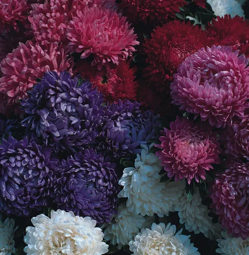Vista 3 de Semillas Aster Peony King Size Giant