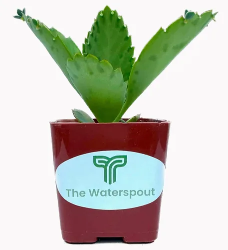 Vista 4 de Mother of Miles Mexican Hat Kalanchoe Diagremontiana - Planta suculenta viva en maceta de 2 pulgadas con tierra totalmente enraizada. Fácil