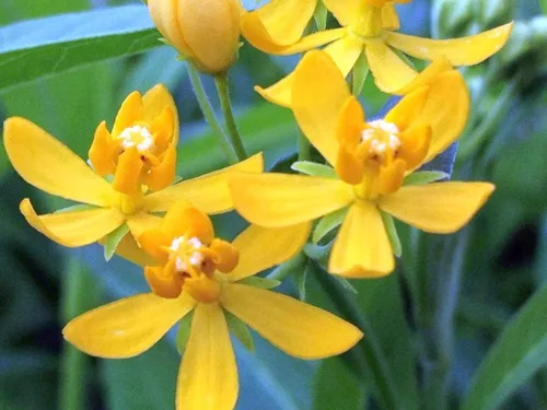 Vista 3 de Milkweed Yellow Semi Tropical Planta viva Perenne Mariposa Jardín Anfitrión Asclepias Starter Size 4 Inch Pot Emerald TM