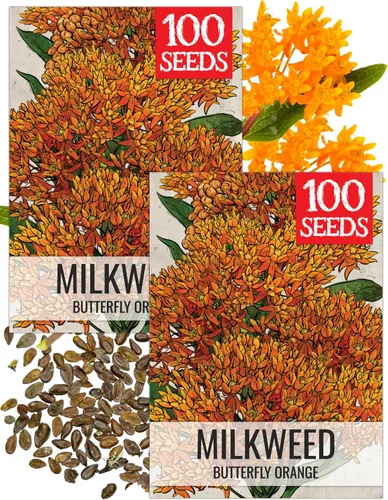 Vista 10 de Seed Needs Semillas de algodoncillo de mariposa naranja para mariposas monarca, 1 paquete